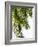 Palm Leaves-Lexie Greer-Framed Photographic Print