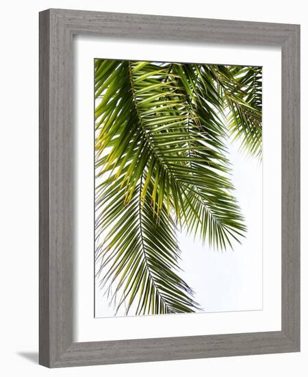 Palm Leaves-Lexie Greer-Framed Photographic Print