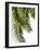 Palm Leaves-Lexie Greer-Framed Photographic Print