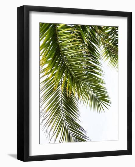 Palm Leaves-Lexie Greer-Framed Photographic Print