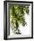 Palm Leaves-Lexie Greer-Framed Photographic Print