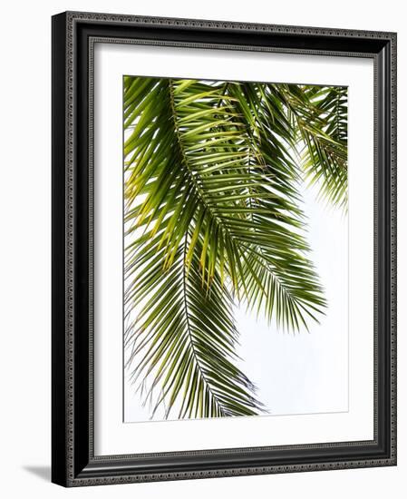 Palm Leaves-Lexie Greer-Framed Photographic Print