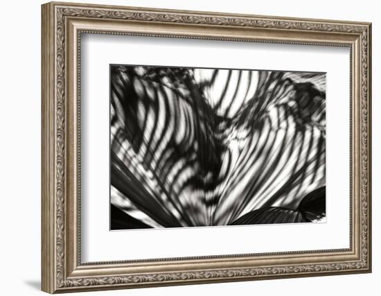 Palm of Shadows-Alan Hausenflock-Framed Photographic Print