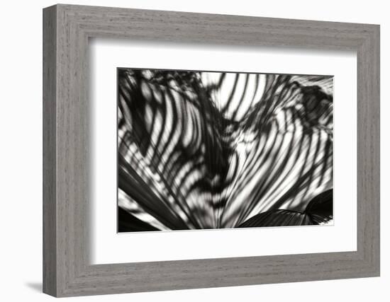 Palm of Shadows-Alan Hausenflock-Framed Photographic Print