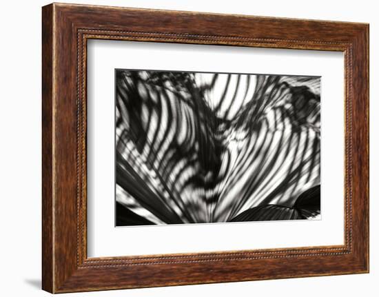 Palm of Shadows-Alan Hausenflock-Framed Photographic Print