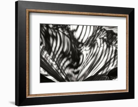 Palm of Shadows-Alan Hausenflock-Framed Photographic Print