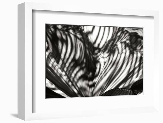 Palm of Shadows-Alan Hausenflock-Framed Photographic Print