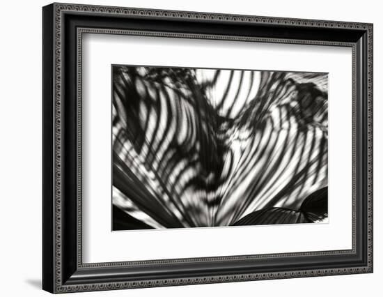 Palm of Shadows-Alan Hausenflock-Framed Photographic Print