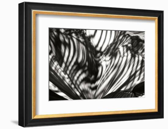 Palm of Shadows-Alan Hausenflock-Framed Photographic Print