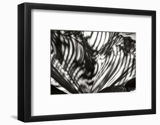 Palm of Shadows-Alan Hausenflock-Framed Photographic Print