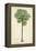 Palm of the Tropics II-Horto Van Houtteano-Framed Stretched Canvas