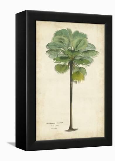 Palm of the Tropics II-Horto Van Houtteano-Framed Stretched Canvas
