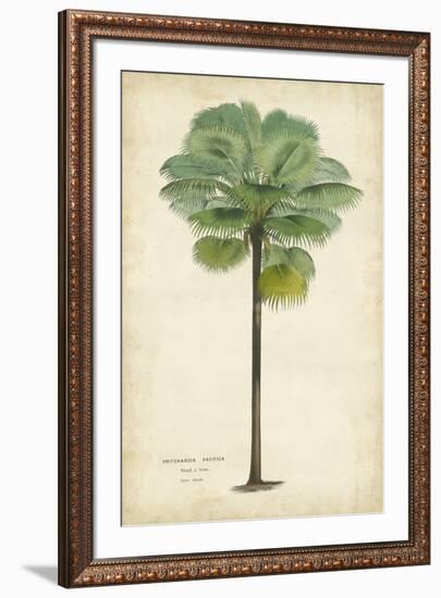 Palm of the Tropics II-Horto Van Houtteano-Framed Art Print