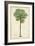 Palm of the Tropics II-Horto Van Houtteano-Framed Art Print