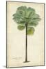 Palm of the Tropics II-Horto Van Houtteano-Mounted Art Print