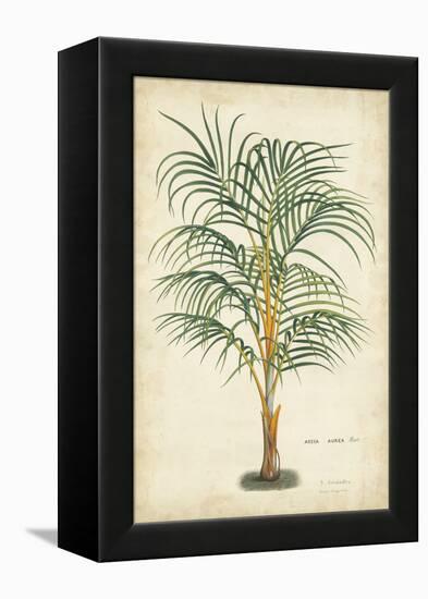 Palm of the Tropics III-Horto Van Houtteano-Framed Stretched Canvas