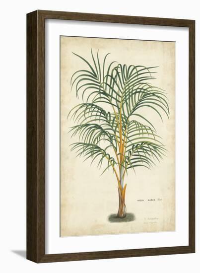 Palm of the Tropics III-Horto Van Houtteano-Framed Art Print