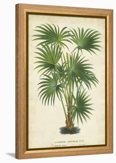 Palm of the Tropics IV-Horto Van Houtteano-Framed Stretched Canvas