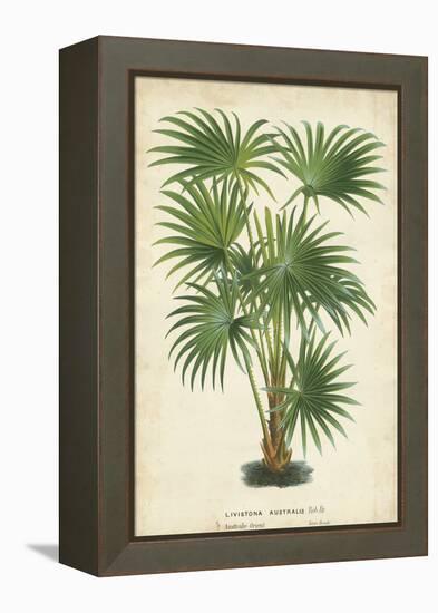 Palm of the Tropics IV-Horto Van Houtteano-Framed Stretched Canvas