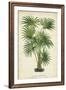 Palm of the Tropics IV-Horto Van Houtteano-Framed Art Print