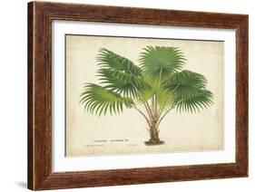 Palm of the Tropics V-Horto Van Houtteano-Framed Art Print