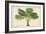 Palm of the Tropics V-Horto Van Houtteano-Framed Art Print