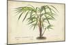 Palm of the Tropics VI-Horto Van Houtteano-Mounted Art Print