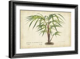 Palm of the Tropics VI-Horto Van Houtteano-Framed Art Print