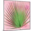 Palm on Pink III-Mia Jensen-Mounted Art Print