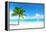 Palm on the Beach, Dominican Republic-Iakov Kalinin-Framed Premier Image Canvas