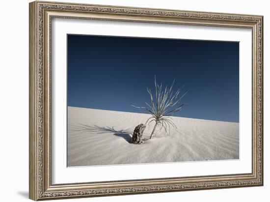 Palm on the Dune-Dan Ballard-Framed Photographic Print