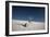 Palm on the Dune-Dan Ballard-Framed Photographic Print