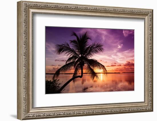 Palm Paradise at Sunset - Florida - USA-Philippe Hugonnard-Framed Photographic Print