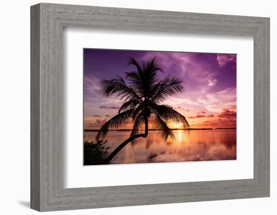 Palm Paradise at Sunset - Florida - USA-Philippe Hugonnard-Framed Photographic Print