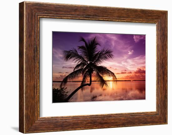 Palm Paradise at Sunset - Florida - USA-Philippe Hugonnard-Framed Photographic Print