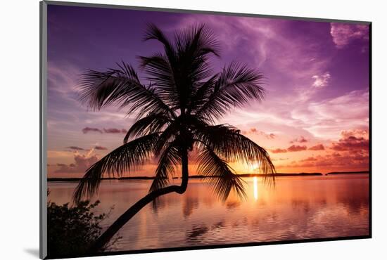 Palm Paradise at Sunset - Florida - USA-Philippe Hugonnard-Mounted Photographic Print