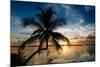 Palm Paradise at Sunset - Florida - USA-Philippe Hugonnard-Mounted Premium Photographic Print