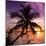 Palm Paradise at Sunset - Florida - USA-Philippe Hugonnard-Mounted Photographic Print