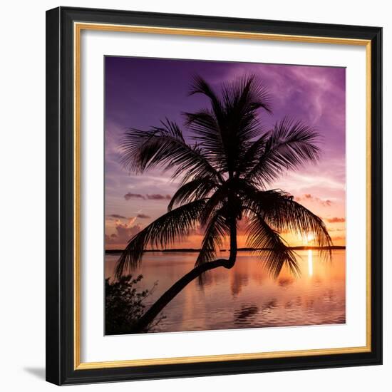 Palm Paradise at Sunset - Florida - USA-Philippe Hugonnard-Framed Photographic Print