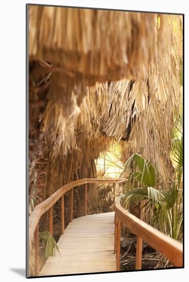 Palm Pathway I-Karyn Millet-Mounted Photographic Print
