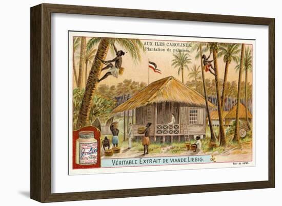 Palm Plantation, Caroline Islands-null-Framed Giclee Print