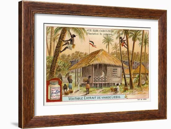 Palm Plantation, Caroline Islands-null-Framed Giclee Print