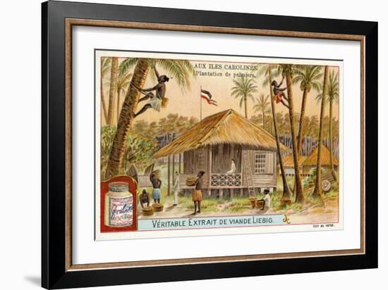 Palm Plantation, Caroline Islands-null-Framed Giclee Print