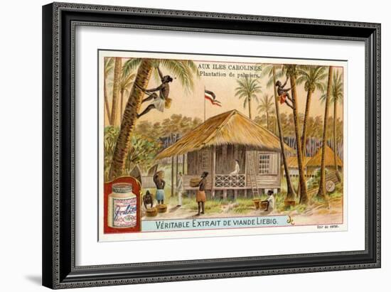 Palm Plantation, Caroline Islands-null-Framed Giclee Print