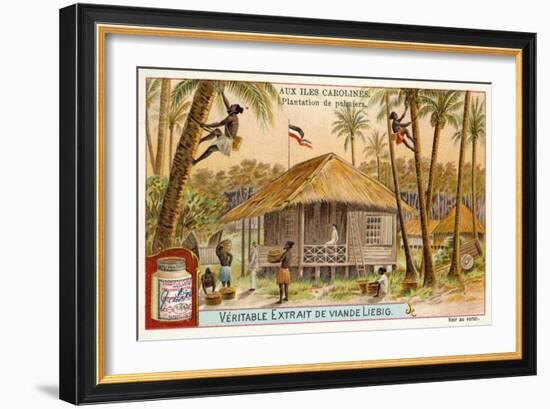 Palm Plantation, Caroline Islands-null-Framed Giclee Print