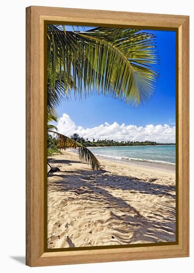 Palm Shadow, Loiza, Puerto Rico-George Oze-Framed Premier Image Canvas
