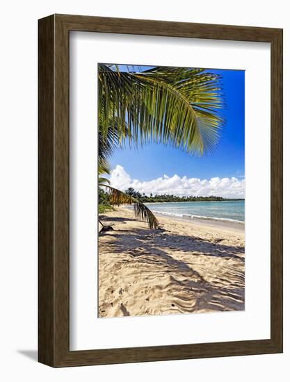 Palm Shadow, Loiza, Puerto Rico-George Oze-Framed Photographic Print