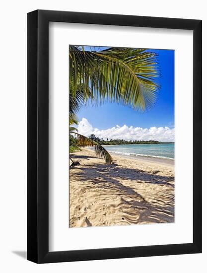 Palm Shadow, Loiza, Puerto Rico-George Oze-Framed Photographic Print