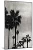 Palm Silhouette on Silver I-Kate Bennett-Mounted Art Print