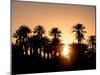 Palm Silhouettes over Sunset in the Desert. Zagora, Morocco, Africa.-LeonardoRC-Mounted Photographic Print